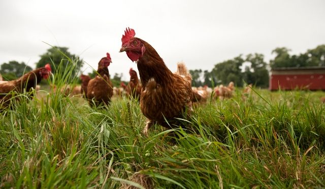 Local%20Nepali%20Chicken%20-%20Image%206