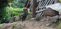 Local Nepali Chicken. 