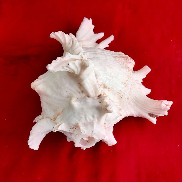 Conch%20Shells%20(Sankha)%20-%20Attractive%20%E0%A4%B6%E0%A4%82%E0%A4%96;%20Original%20Shankh%20For%20Laxmi%20Danvarsha%20&%20Holy%20Purpose;%20Laxmi%20Elephant%20Shankh%20-%20Image%204