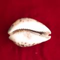 Tiger Cowrie Shells | Cypraea Tigris | Sea Shells Workship. 