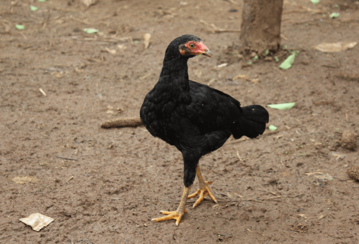 Local%20Nepali%20Chicken%20-%20Image%204