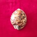 Tiger Cowrie Shells | Cypraea Tigris | Sea Shells Workship. 