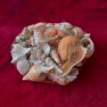 Natural Mixed Sea Shells For Aquarium Decoration Shell By Crown Aquatics. 