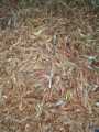Dried Prawns baby shrimps for birds, fish, turtle etc 250. 