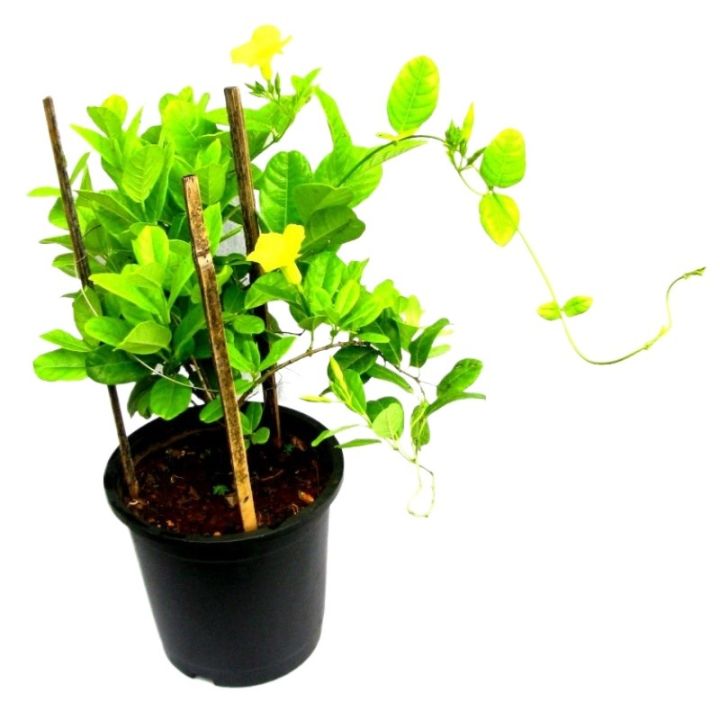 Railway Creeper Morning Glory - Ipomoea Pes-Caprae - Outdoor Flowering Plant