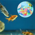14 Pieces Bag 10 Luminous Stones 4 Tortoise Conch Shell Stone Aquarium Fish Tank Landscaping Decoration stone for fish tank aquarium multipurpose decoration stone. 