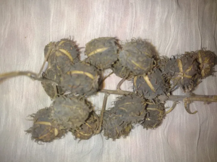 25%20Castor%20oil%20seeds%20100percent%20germinate%20for%20grow%20caster%20plant%20Eranda%20(%20Ricinus%20communis%20)%20castor%20beans%20arand%20tree%20use%20for%20many%20purpose%20-%20Image%209