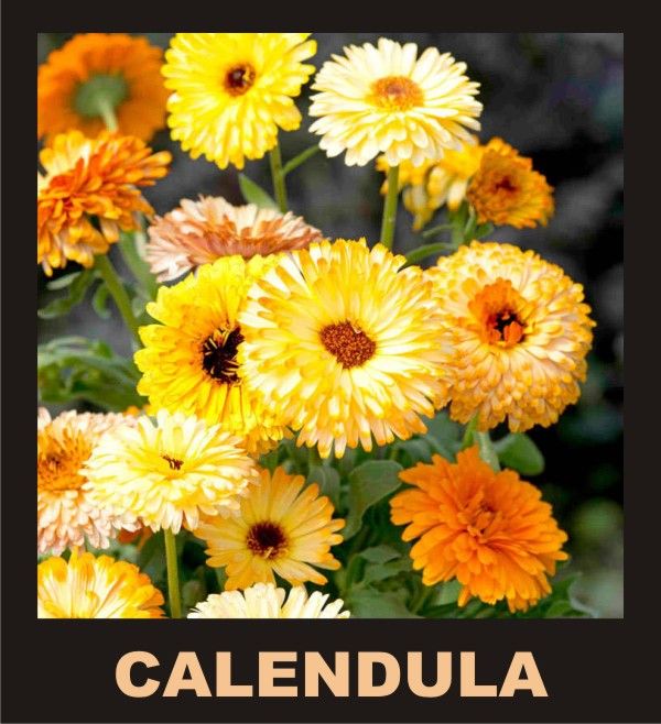 10%20Economical%20Packs%20Different%20Winter%20Season%20Garden%20Flower%20Seeds%20Pansy%20Dahlia%20Petunia%20Marigold%20Gazania%20-%20Image%203