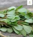 Kulfa Saag Seeds (Green Vegetable Seeds- Premium Quality). 
