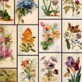 Vintage Flower Paintings Stickers for Journal Scrapbook Phone Cover. 