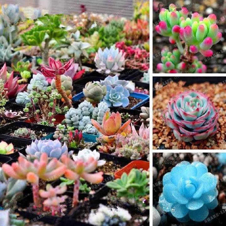 Plant seeds