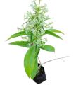 Original Raat Rani, Night Blooming Plant. 
