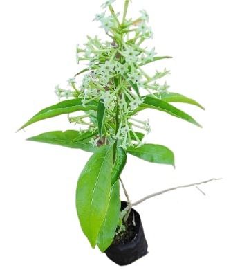 Original Raat Rani, Night Blooming Plant