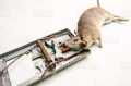 Metal Mice Trap Rat Catcher steel Mouse Bait Snap Spring Catcher Mice Catching Rat Traps. 