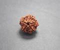 Big 5 Pedals Rudraksha Bodhi Beads Five Mulki Faces Prayer Beads. 