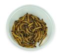 darkling bettle meal worms (organic food for birds). 