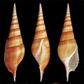 3 Snail Shape Seashells Pack Large Size For Home & Equrium Decoration. 