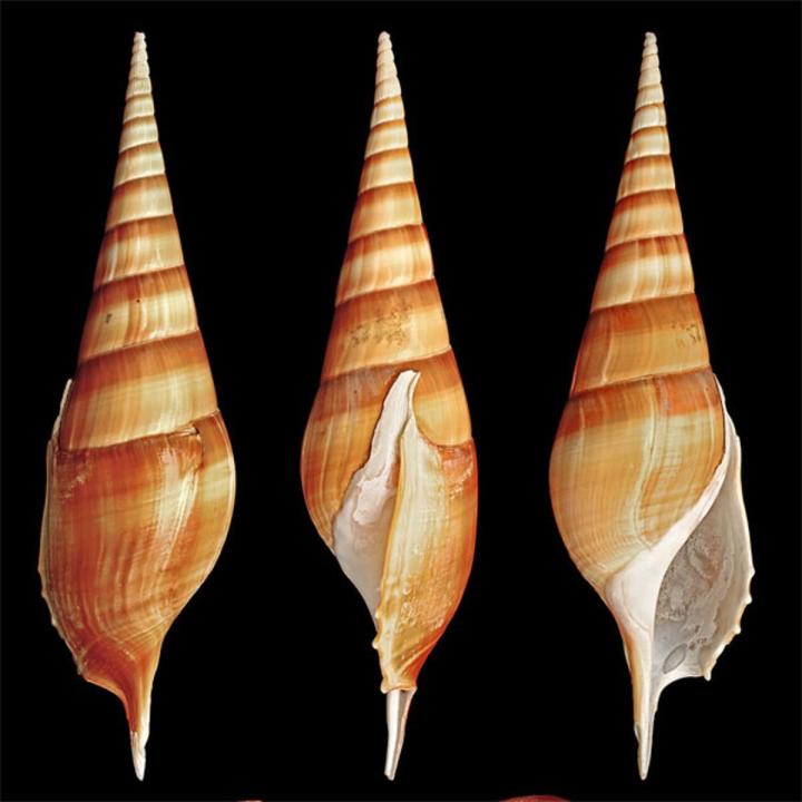 3 Snail Shape Seashells Pack Large Size For Home & Equrium Decoration