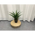 Imported artificial Yucca Plant with black Planter. 