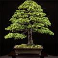 5 American Spruce Pine Tree Seeds. 