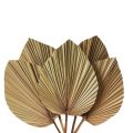 Dried Palm Leaves Room Decor 5 Pieces - 18Inch H x 10Inch W Palm Leaf. 