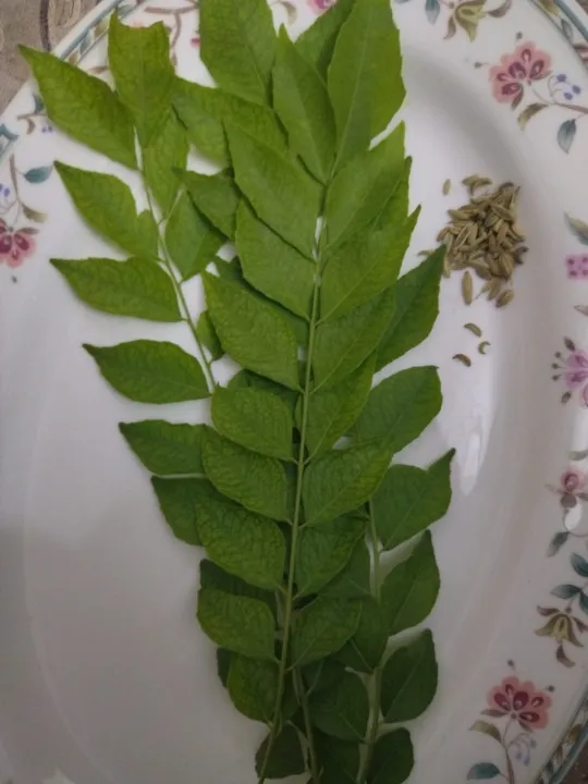 Fresh%20Curry%20Leaves%20-%20Kurry%20Patta%20-%20Image%207