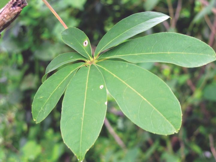 Sumbal%20Seeds%20(Malabar%20Red%20Cotton%20Tree%20Seeds)%20-%20Image%204