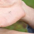 Yuthorite Dead Mosquito Seal Mosquito Corpse Toy Slap Dead Mosquito One Mosquito Slap Excuse Device. 