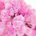 Magic Growing Tree Paper Sakura Crystal Trees Desktop Cherry Blossom Toys Artificial Flowers Decorations Party Supplies. 