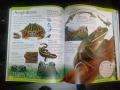 First Encyclopedia (DK First Reference) - Paperback. 