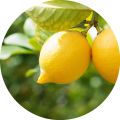 Freeman (USA) Bare Foot, Foot Balm - Lemon & Sage 150 ml. 