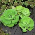 Rosette Water Lettuce Aquarium Plant Seeds. 
