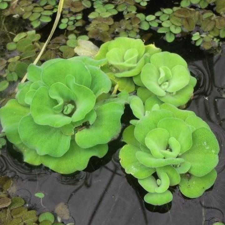 Rosette Water Lettuce Aquarium Plant Seeds