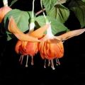 Bicentennial Fuchsia Flower Plant Seeds. 