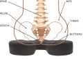 Medical Grade Ortho Coccyx Seat Cushion for Tailbone Pain-Posture Correction for Car/Home/Office Chair. 