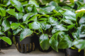 Anubias Barteri  Aquarium Plant. 