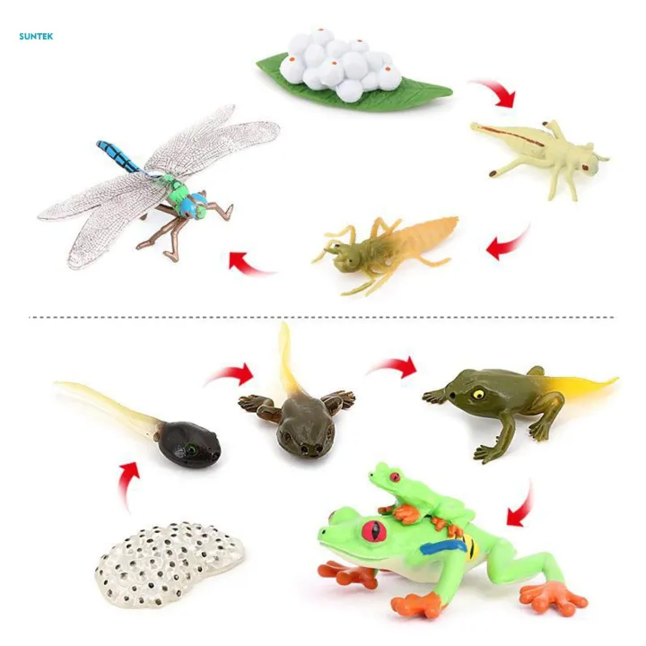 Life%20Cycle%20Figurines%20Toy%20Dragonfly%20Figures%20Red%20Eyed%20Tree%20Frog%20Figures%20for%20Desktop%20Decoration%20-%20Image%202