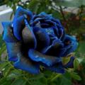 Midnight Rose Flower Seeds. 