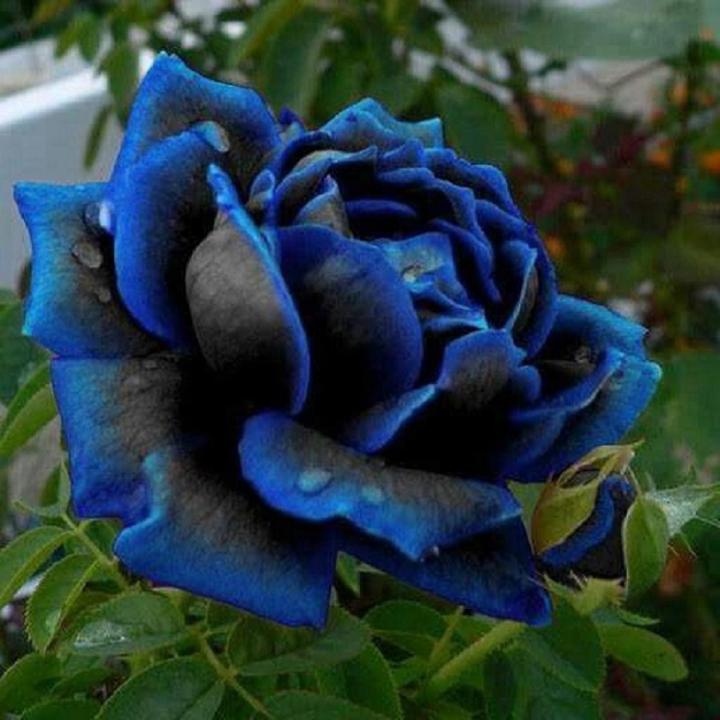 Midnight Rose Flower Seeds