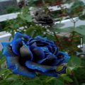 Rare Blue & Black Rose Seeds. 