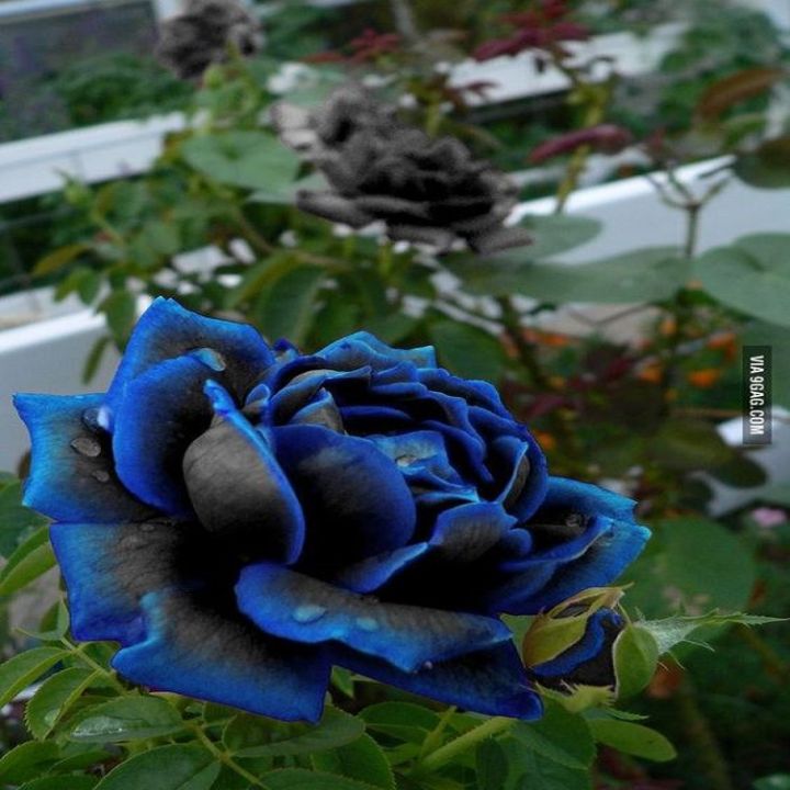 Rare Blue & Black Rose Seeds