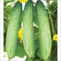 20+ Cucumber Desi Kheera Kitchen Gardening Vegetable Seeds. 