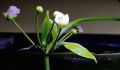 Amazon Sword / Echinodorus Grisebachii Aquarium plant. 