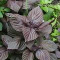 Perilla (Shiso) Seeds 15gm. 