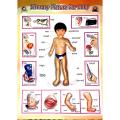 3D Literacy Picture for Baby For Study, Large Size. 