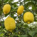 Citrus Citron Fruit Tree Seeds. 