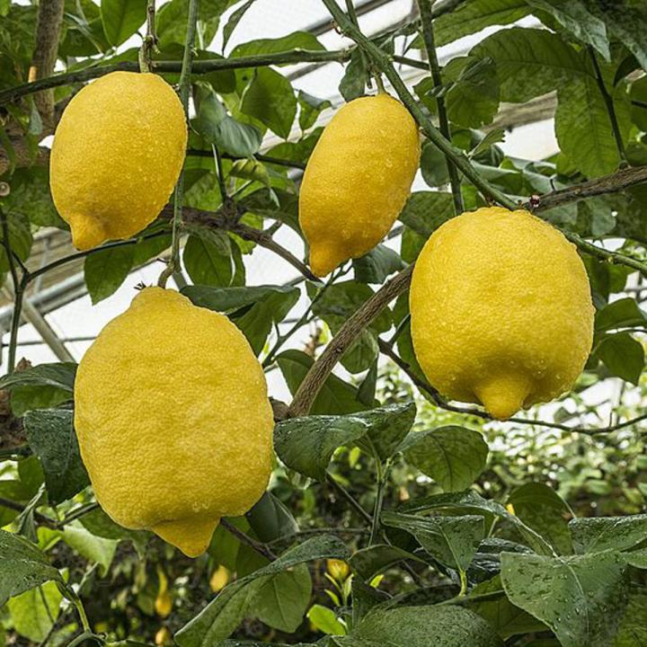 Citrus Citron Fruit Tree Seeds