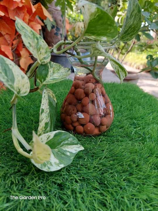 Clay%20Pebbles%20,%20Clay%20Balls%20%20(10%20MM%20size),%20lica%20Balls,%20Hydroponic%20clay%20balls%20Natural%20Clay%20Pebbles%20for%20Hydroponic%20&%20Aquaponics%20Growing,%20Orchid%20Potting%20Mix,%20%20250%20Gram%20&%20500%20gram%20-%20Image%203