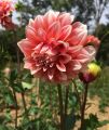Indian Dahlia Flower/ 3+ Hybrids seeds/Bulb. 
