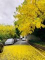 Amaltas Seeds / Cassia Fistula / Golden Shower Tree Seeds. 